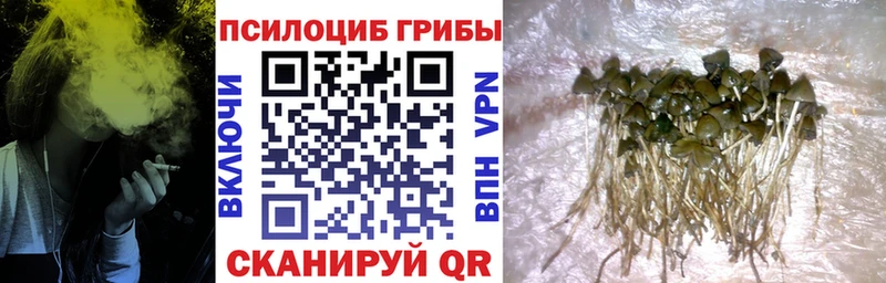 Купить закладки  Чекалин  Псилоцибиновые грибы Psilocybine cubensis 